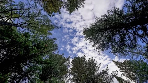 Altay 31 動画素材 114561752