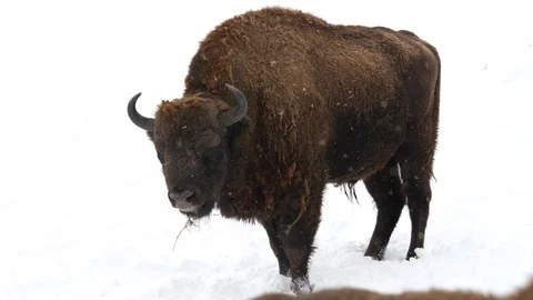 Altay bison in the winter forest 1 Stock Footage 88444780