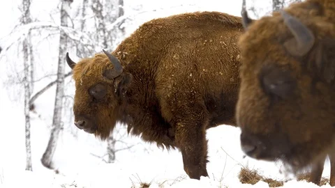 Altay bison in the winter forest 3 Stock Footage 88444811