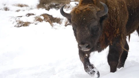 Altay bison in the winter forest Stock Footage 88444931