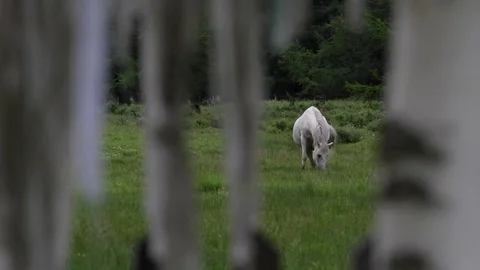 Altay Landscape Stock Footage 82280757