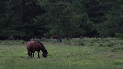 Altay Landscape Stock Footage 82281630