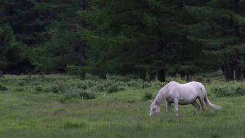 Altay Landscape Stock Footage 82281825