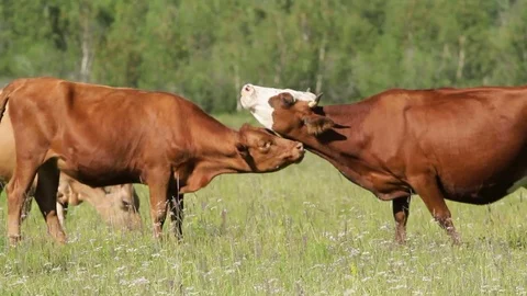 Altay Mountain Landscape Stock Footage 81433747