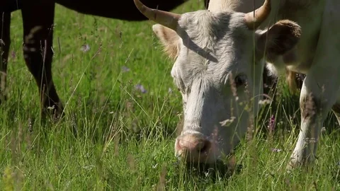 Altay Mountain Landscape 스톡 동영상 81433988