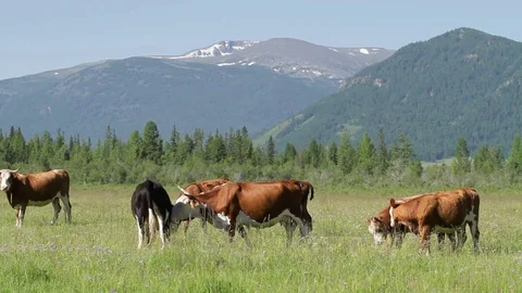 Altay Mountain Landscape Stock Footage 81434367
