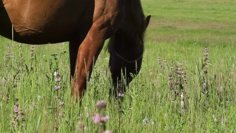 Altay Mountain Landscape Stock Footage 81434470