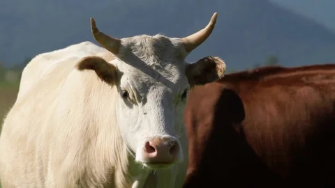 Altay Mountain Landscape Stock Footage 81434524