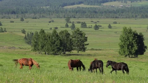 Altay Mountain Landscape 스톡 동영상 81435534