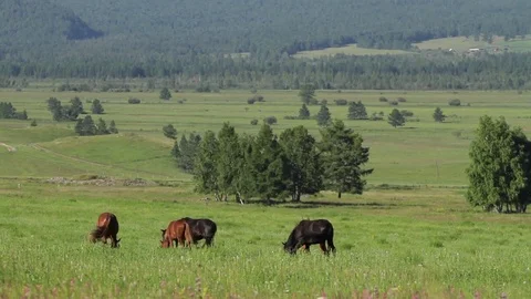 Altay Mountain Landscape Stock Footage 81436948