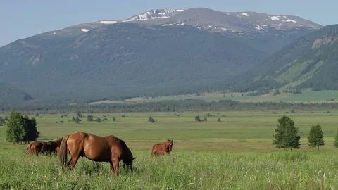 Altay Mountain Landscape Stock Footage 81437013