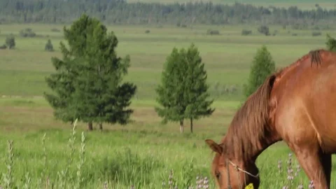 Altay Mountain Landscape Stock Footage 81437966