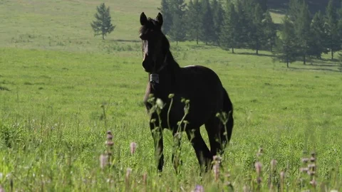 Altay Mountain Landscape 스톡 동영상 81438366
