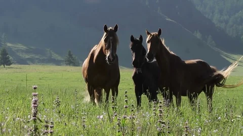 Altay Mountain Landscape 스톡 동영상 81438545