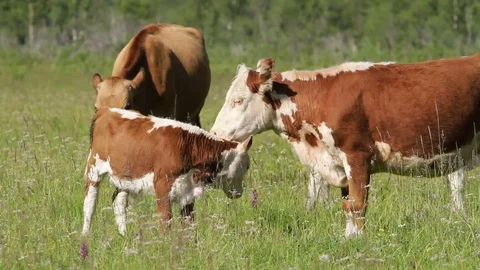 Altay Mountain Landscape Stock Footage 81440127