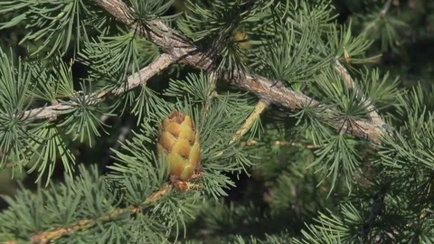 The Altay Mountains Stock Footage 73702576