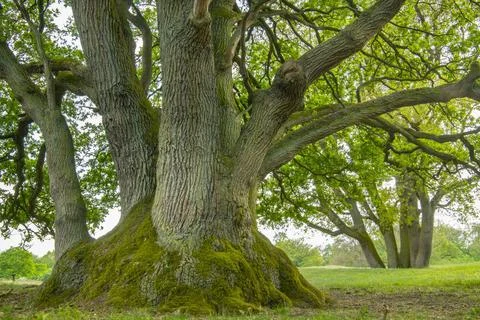 Alte Eichen im Borkener Paradies, Deutschland, Niedersachsen, Emsland Old ... Fotos Stock