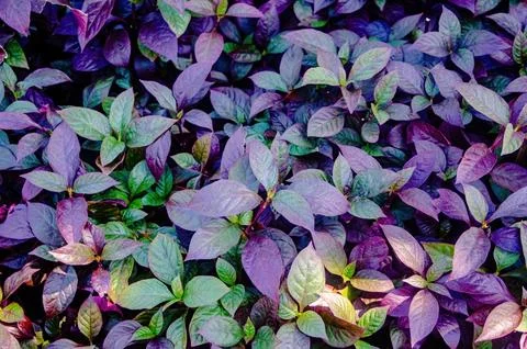 Alternanthera dentata or little ruby. Native to the West Indies and Brazil,.. 写真素材