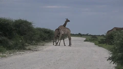 Alternating hits: one to upper body, the other to lower — Contin.. Part 2 Stock Footage 319960774