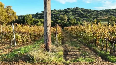 Alternating rows of vineyards against a backdrop of picturesque hills Stock Footage 323197599