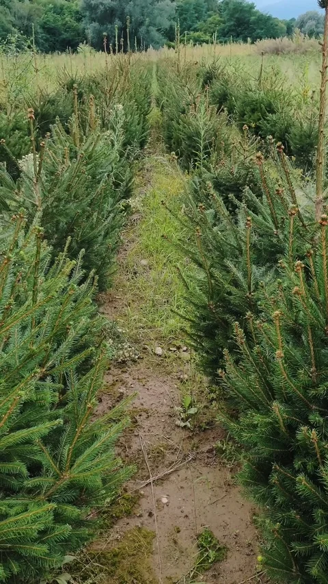 Alternative to the Christmas tree. Coniferous seedlings, flora in agriculture. Stock-Footage 310703155