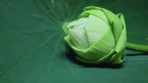 Alternative macro view of a folded white lotus flower on a green leaf. Видео 348151534