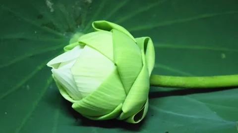 Alternative macro view of a folded white lotus flower on a green leaf. Vídeo Stock 348152011
