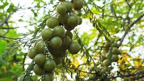 Alternative shot, clusters of fresh amla on branch. Stock-Footage 347995947