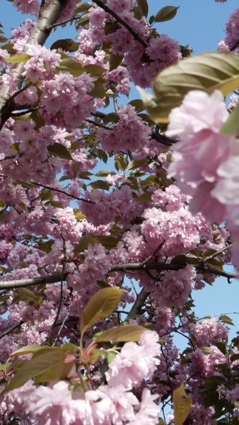 Alternative vertical angle of blooming pink cherry tree Stock Footage 333780159