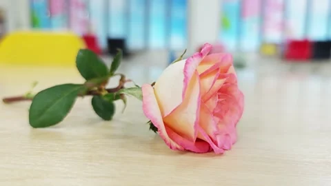Alternative view of a single two-tone pink and orange rose on a wooden table. Vídeos de archivo 347493571