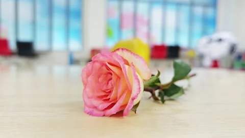Alternative view of a single two-tone pink rose on a wooden table. Vídeos de archivo 347514229