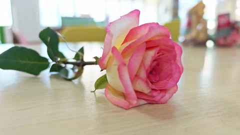 Alternative view of a single two-tone pink and orange rose on a wooden table. Vidéo 347587399