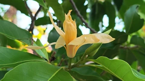 Alternative view of a White Champaca or Magnolia alba flower blooming on a tree. 動画素材 347995750