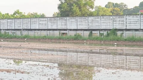 Alternative view of white egrets in a rice field by a concrete wall. Stock Footage 346395056