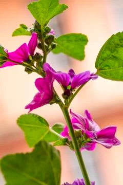 Althaea rosea flower 写真素材