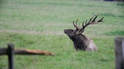 AlthirschMVI 1584 Stock Footage 527400