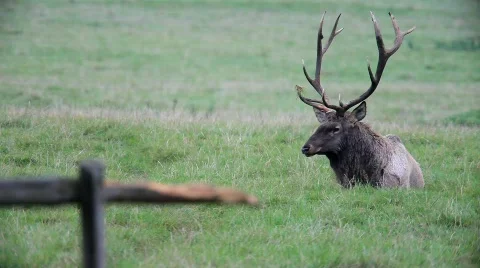 AlthirschMVI 1587 Stock Footage 527392