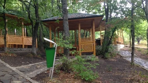 Alti agac Stock Footage 80503968