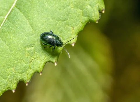 Altica flea beetle Stock Photos
