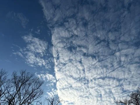 Altocumulus Clouds Above Bare Tree Branches Stock Photos