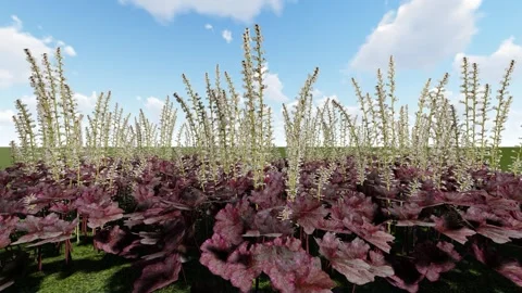 Alumroot Burgundy Flower Stock Footage 342268751
