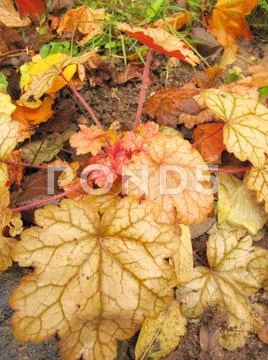 Alumroot (Heuchera) in the autumn garden after rain Stock Photos