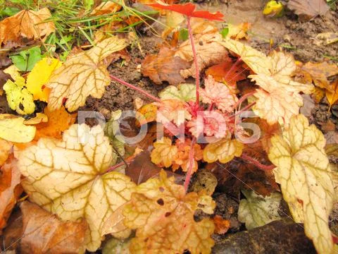 Alumroot (Heuchera) in the autumn garden after rain Stock Photos