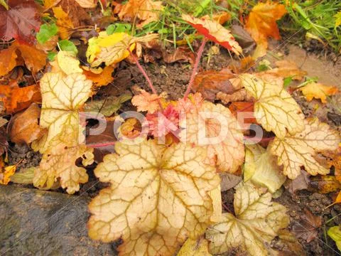 Alumroot (Heuchera) in the autumn garden after rain Stock Photos