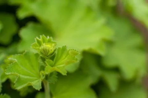 Alumroot leaves. Фото