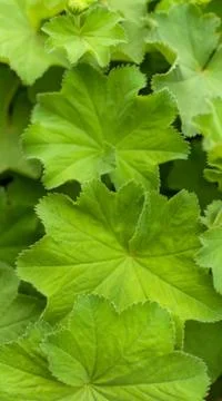 Alumroot leaves. Fotos Stock