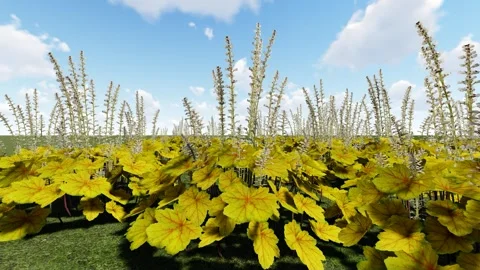 Alumroot Yellow Color Flower Stock-Footage 342268745