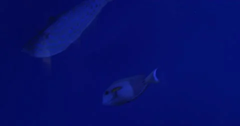 Aluterus Scriptus, Acanthurus Triostegus, And Acanthurus Olivaceus, Three Stock Footage 52311428
