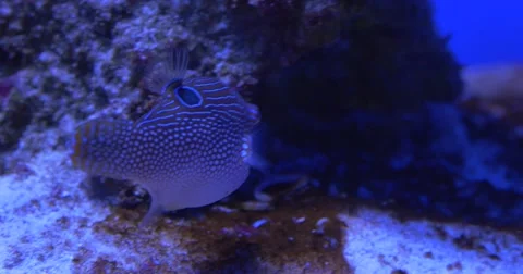 Aluterus Scriptus, Scrawled Filefish, Broomtail Filefish,Scribbled Stock Footage 52303653