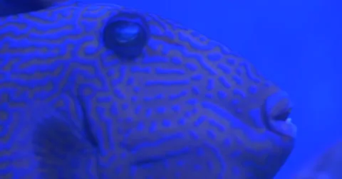 Aluterus Scriptus, Scrawled Filefish, Closeup Stock Footage 52299345